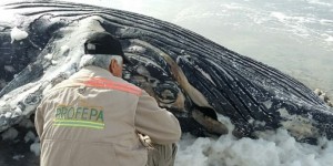 Ballena jorobada muere en playa de Ensenada, Baja California: PROFEPA