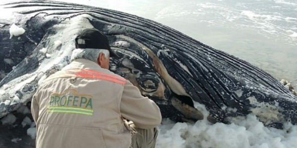 ballena jorobada muere profepa