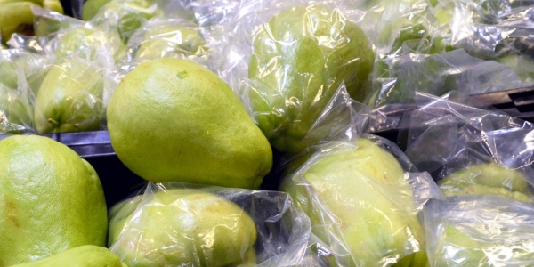 chayote poroduccion sedecop