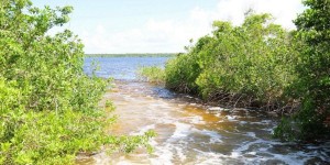 Impulsa Quintana Roo la conservación y el uso sostenible de Humedales: SEMA
