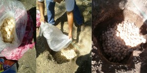 Realiza PROFEPA peritaje de 971 huevos de Tortuga Marina asegurados por la PF en Chiapas