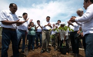 Impulsan en Yucatán el cultivo de un millón de plantas de ramón