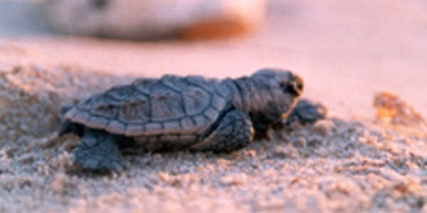 Anidacion tortugas marinas campeche