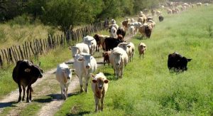 Movilizan 100 mil cabezas de ganado en Tabasco por sequía: Oliver Falcón