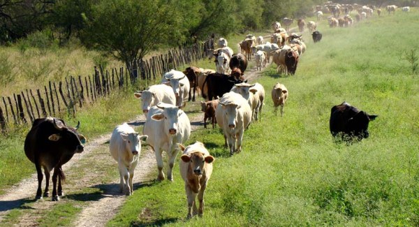 Centro movilizan ganado por sequia