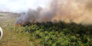 Sofocan incendio de Mangle en el tramo Mahahual-Chacchoben