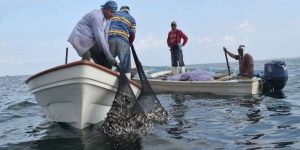 Elevará Tabasco producción de pesca en aguas del Golfo de México: SAGARPA