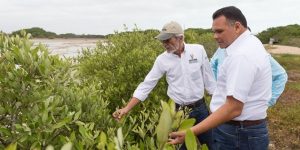 Avanza conservación de manglares en costa norte de Yucatán