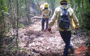 Cinco incendios forestales dañan mil 140 hectáreas de selva en Campeche