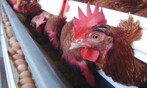 Comercializaran 5 mil huevos de gallinas ponedoras la sierra de Zongolica a Diconsa