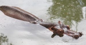 Pipa y Gorgo, pareja de hipopótamos que ha dado cuatro crías vivas en el Centenario de Yucatán