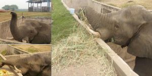 Verifica PROFEPA salud a Elefante Tombo del Yumka