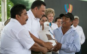 Cultivarán semilla de maíz certificada en 15 mil hectáreas de Yucatán