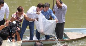 Libera Gaudiano 100 mil crías  de mojarras criollas en “El Maluco”