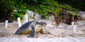 Suman 342 nidos de Tortugas Marinas protegidas en el Santuario de Xcacel-Xcacelito