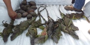 Asegura PROFEPA 26 ejemplares Tortugas Coquito e Iguanas verdes en el mercado de Tuxtla Chico, Chiapas