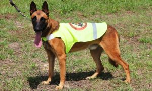 Unidad Canina de Protección Civil en Chiapas fortalece la atención en emergencia