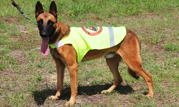 Chiapas unidad canina proteccion civil