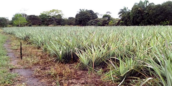 Cultivo de la piña en la chontalpa