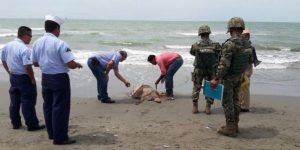 Investiga PROFEPA la muerte de Delfín y Tortuga Marina en Playas de Centla, Tabasco