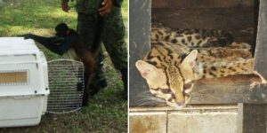 Rescata PROFEPA a mono araña y tigrillo del campo Militar número 39-D en Ocosingo, Chiapas