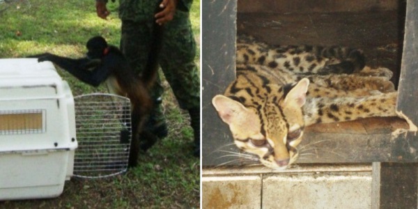 campo militar rescatan tigruillo chiapas
