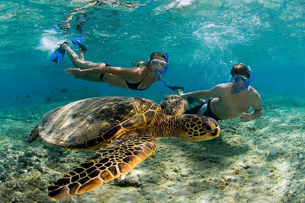 Akumal nado con tortugas