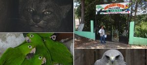 Asegura PROFEPA 18 ejemplares de vida silvestre en Chiapas
