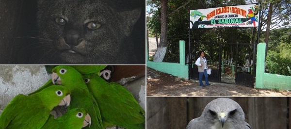 Asegura PROFEPA en Chiapas