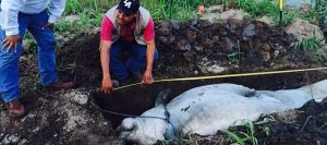 Atiende PROFEPA muerte de un Manatí en Reserva de la Biosfera Pantanos de Centla