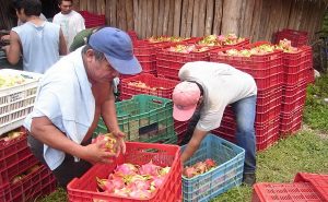 Logra Quintana Roo derrama por 75 MDP por el exitoso cultivo y comercialización de Pithaya: Gobernador