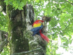 Palenque Chiapas celebro su 35 aniversario como parque Nacional