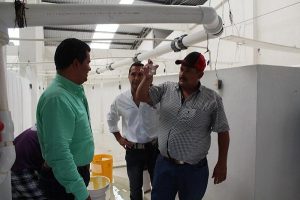 Repoblarán en Chiapas sistemas lagunarios con larvas de camarón