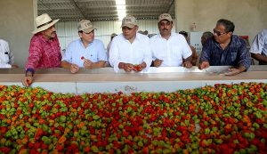 Producción de chile habanero impulsa la agroindustria yucateca