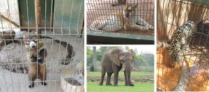 Realiza PROFEPA visitas de inspección a la totalidad de Zoológicos que operan en el País