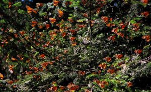 Conoce la belleza de la Reserva de la Biósfera Mariposa Monarca