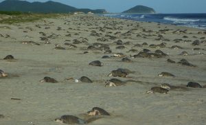 Arribazón de tortugas marinas, un regalo de la naturaleza