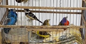 Asegura PROFEPA 8 aves canoras y de ornato en predio de Mérida, Yucatán