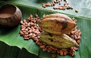 Publican denominación de origen del Cacao Grijalva