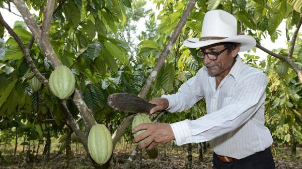 Cacao grijalva relanzara produccion