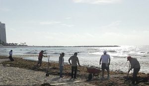 Retiran sargazo de playas públicas de Cancún