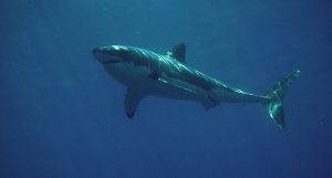 Nada junto al gran Tiburón Blanco en Isla Guadalupe