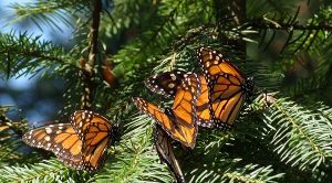 Amenazada Biosfera de la Mariposa Monarca por cambio climático