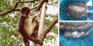 Rescata PROFEPA Mono Araña y Tortuga Marina de la especie blanca en Campeche