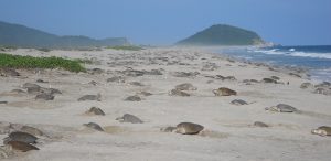 Protege PROFEPA mil 657 Tortugas Golfina que acuden a desovar a Playa Morro Ayuta en Oaxaca