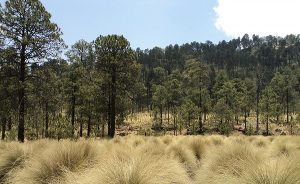 Pico de Tancítaro: cumple 15 años como Área de Protección de Flora y Fauna