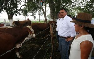 Nuevo impulso a la producción lechera en Yucatán