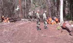 Asegura PROFEPA 86 metros cúbicos de madera en rollo producto de tala ilegal en Campeche