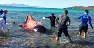 Atendieron PROFEPA, CONANP y especialistas varamiento de Orca en Bahía de Loreto BCS