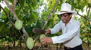 Producción cacaotera incrementará en 30 por ciento para 2018: SEDAFOP